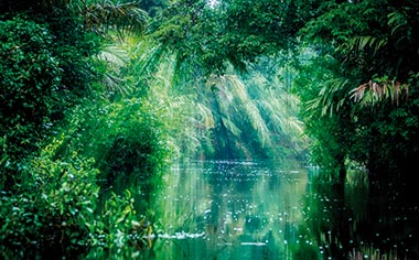 The canals of Tortuguero National Park in Costa Rica